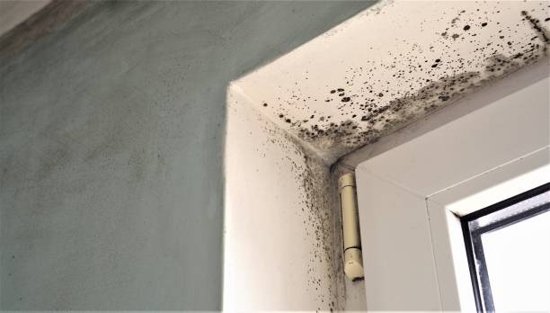 Best Air Quality Testing for Mold Spores  in Danville, AR