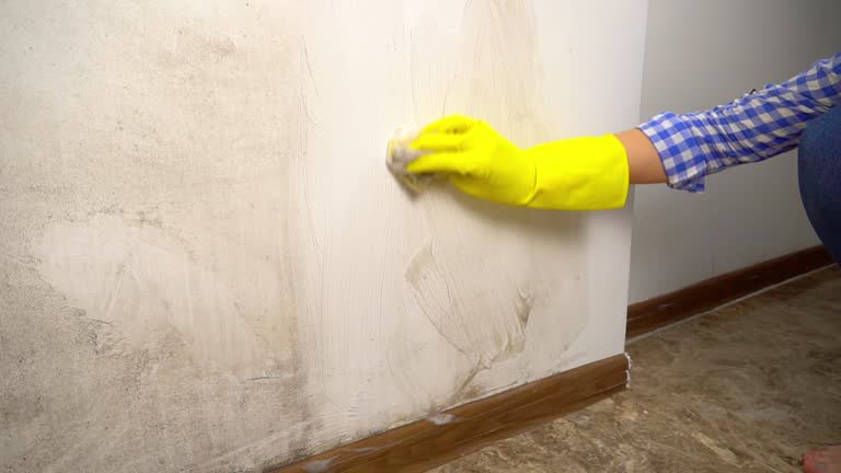 Professional Mold Removal in Danville, AR