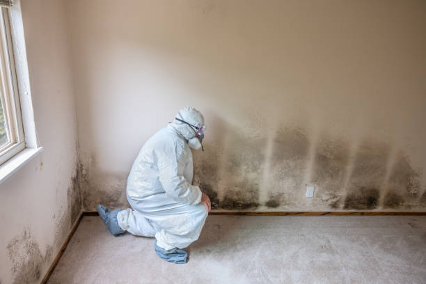 Best Real Estate Mold Inspection  in Danville, AR