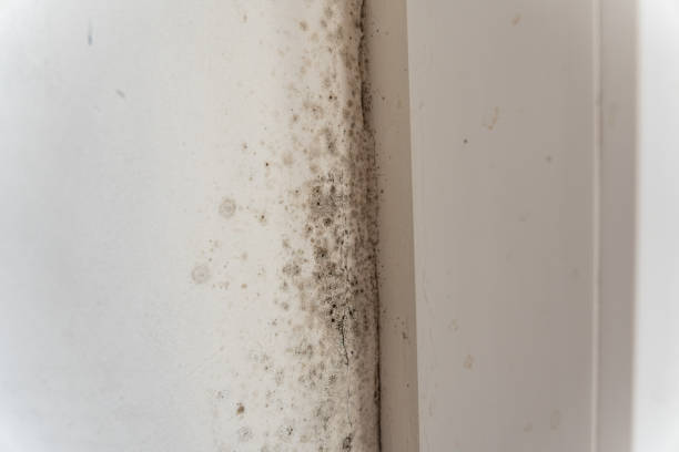 Best Environmental Consulting for Mold Prevention  in Danville, AR